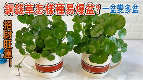 水耕銅錢草|銅錢草水耕：種植、保養與好處全解析